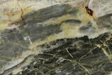 Polished Linella Avis Stromatolite - Million Years #180042-1